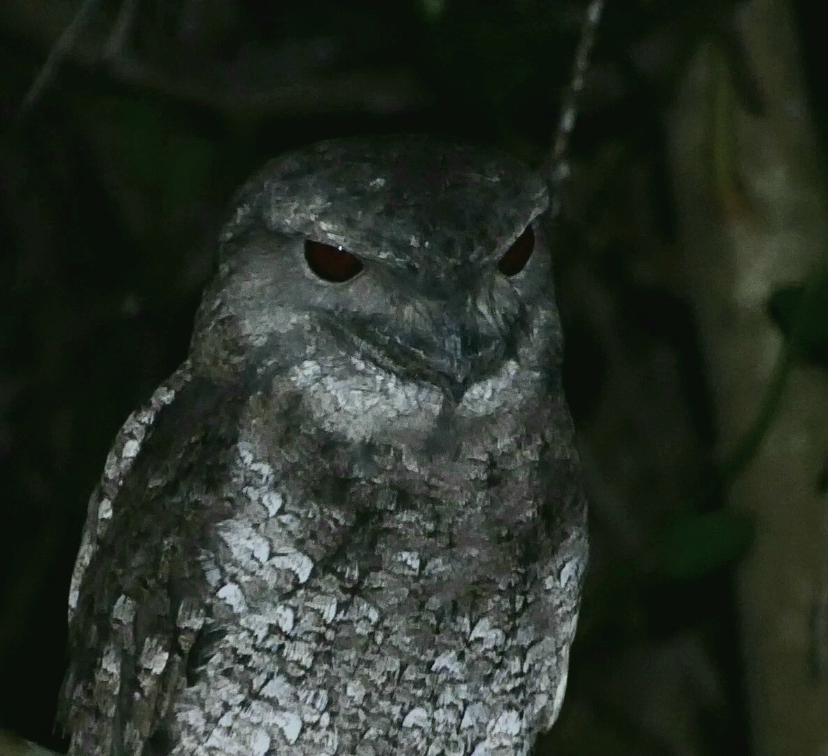 Papuan Frogmouth - ML617154178