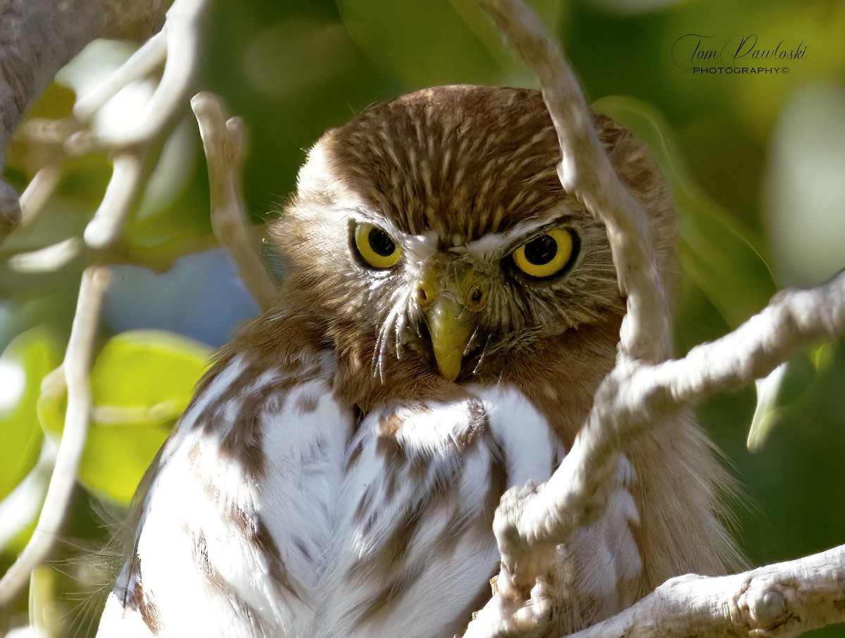 Ferruginous Pygmy-Owl - ML617154231
