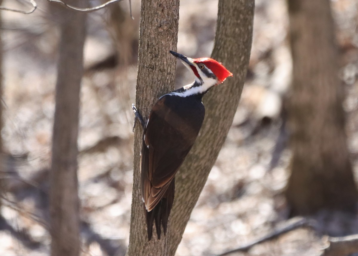 Pileated Woodpecker - ML617154284