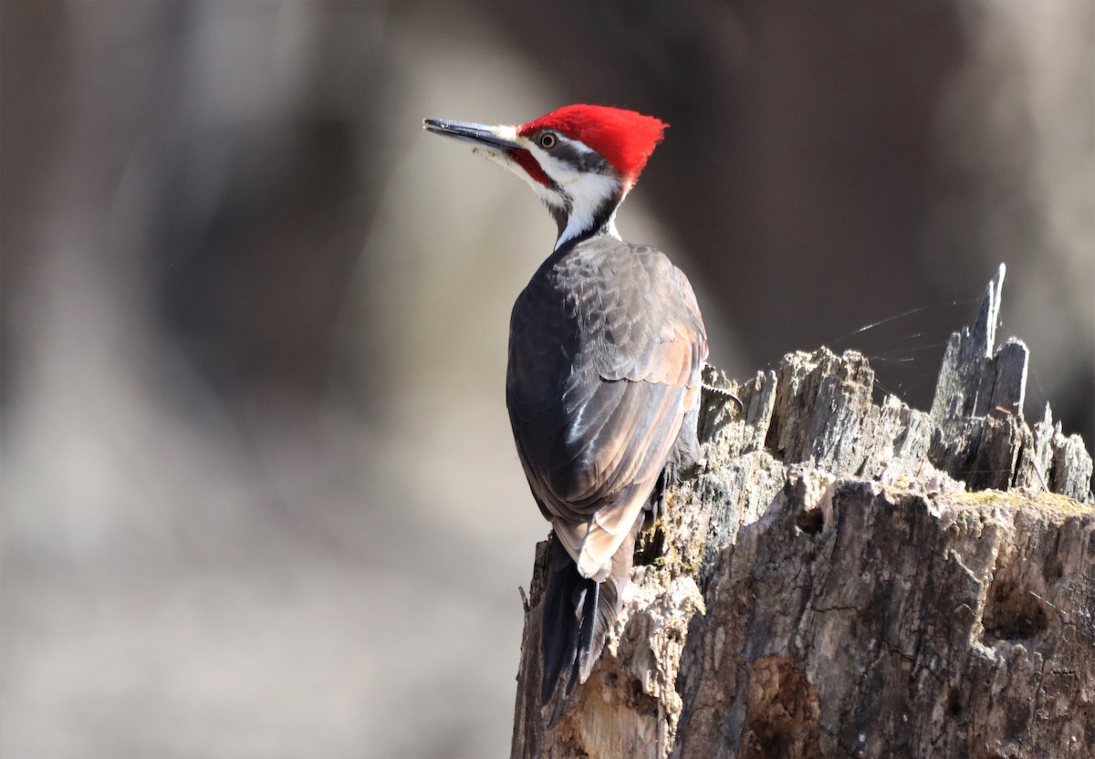 Pileated Woodpecker - ML617154293