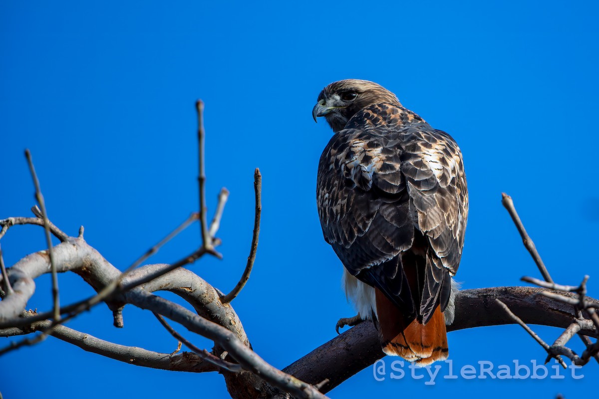 Red-tailed Hawk - ML617154307