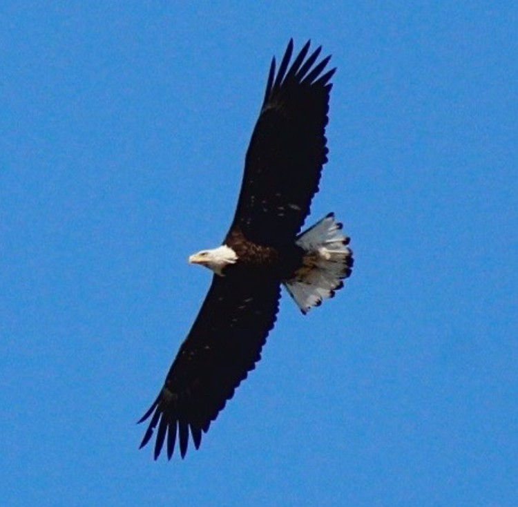 Bald Eagle - ML617154338