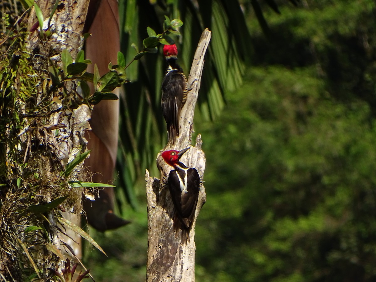 Guayaquil Woodpecker - ML617154399