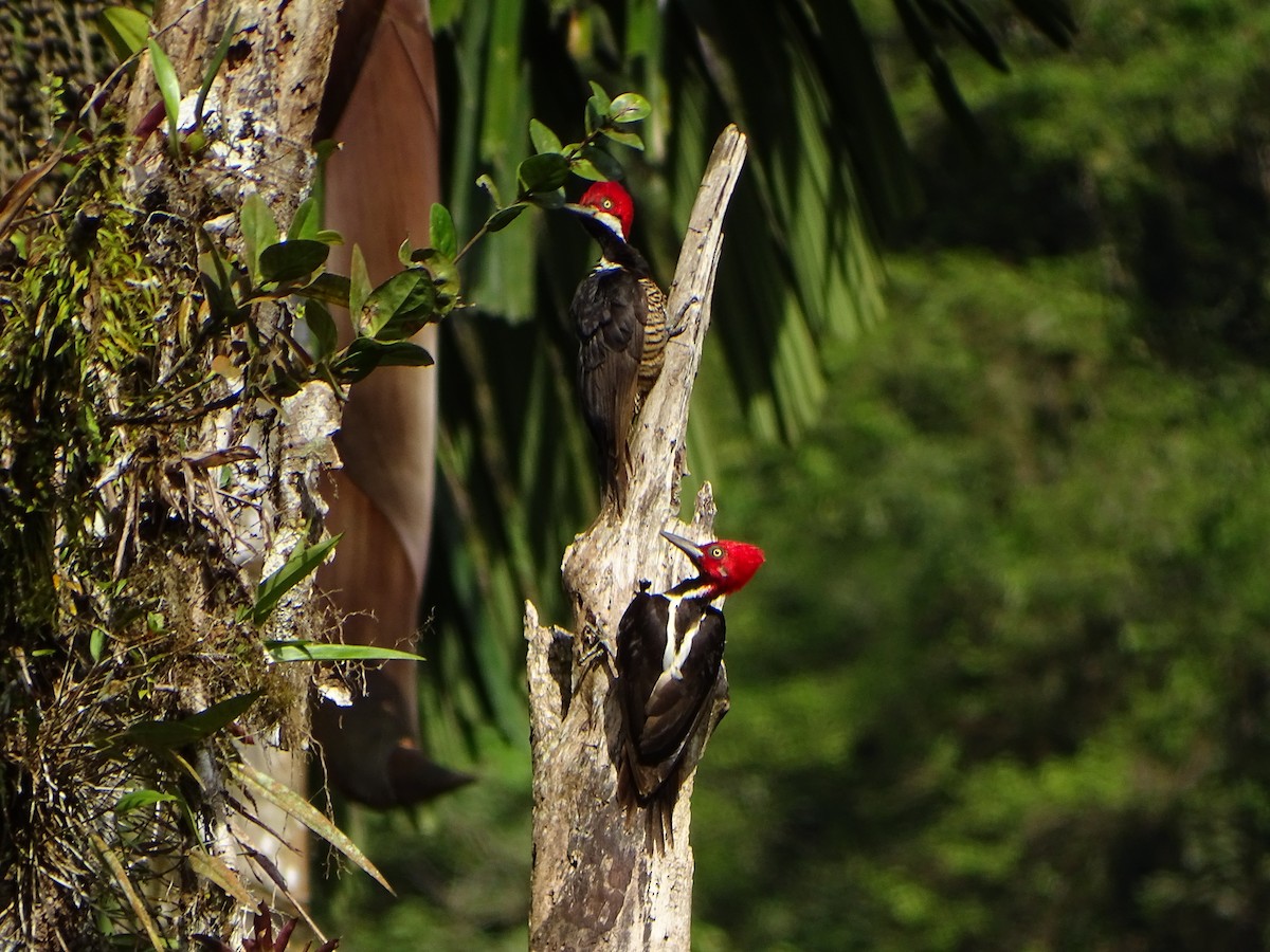 Guayaquil Woodpecker - ML617154400