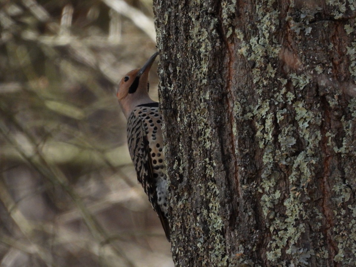 Northern Flicker (Yellow-shafted) - ML617154599