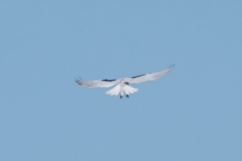 White-tailed Kite - ML617154611