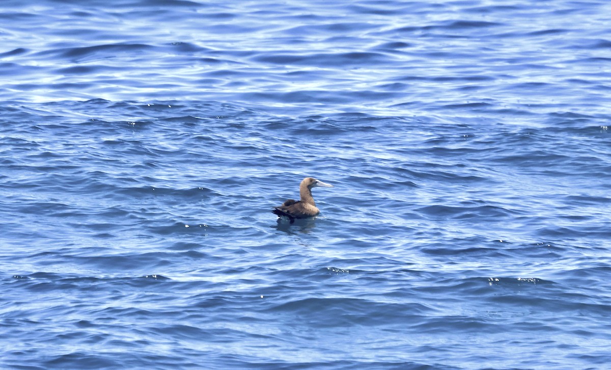 Brown Booby - ML617154650