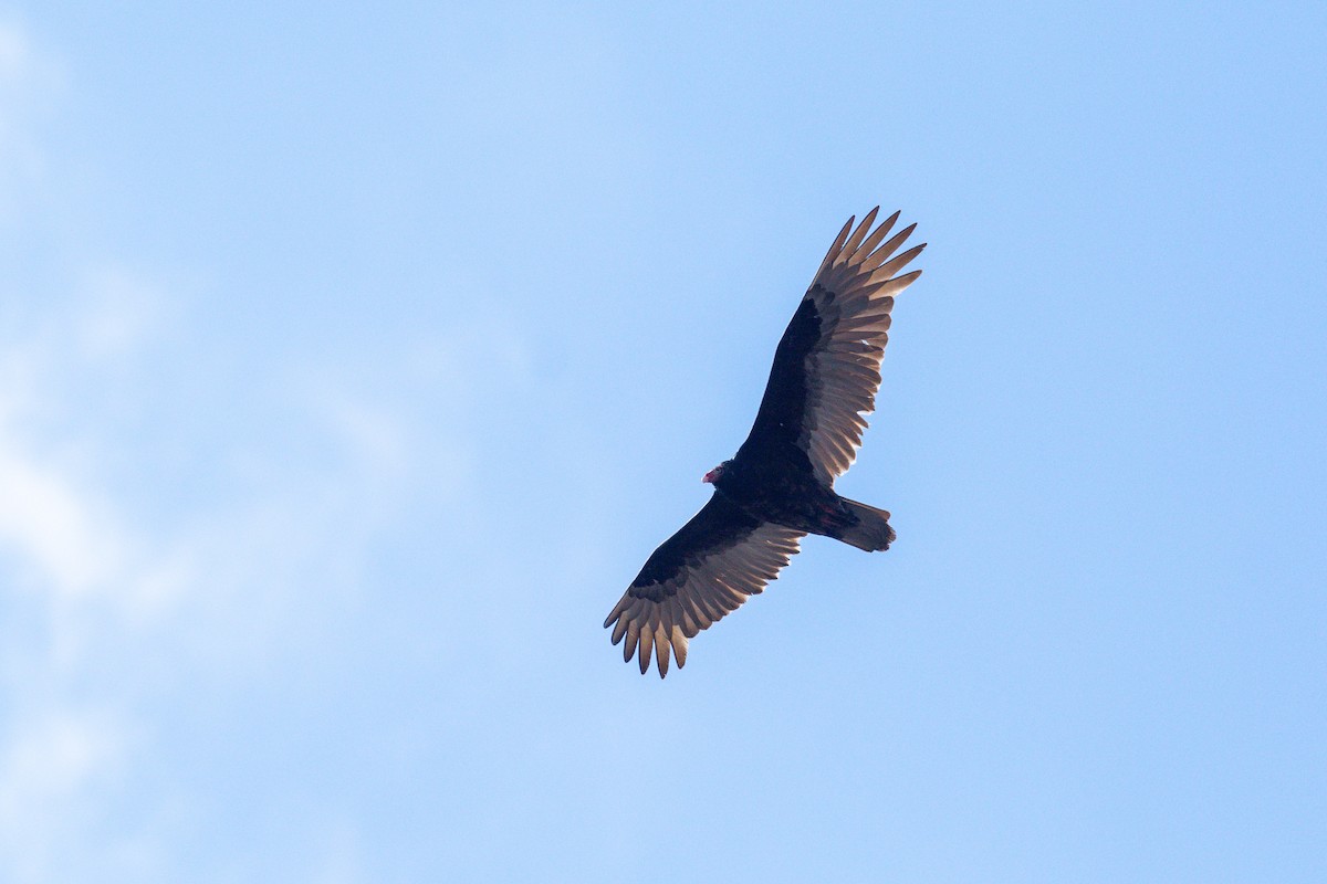 Turkey Vulture - ML617154676