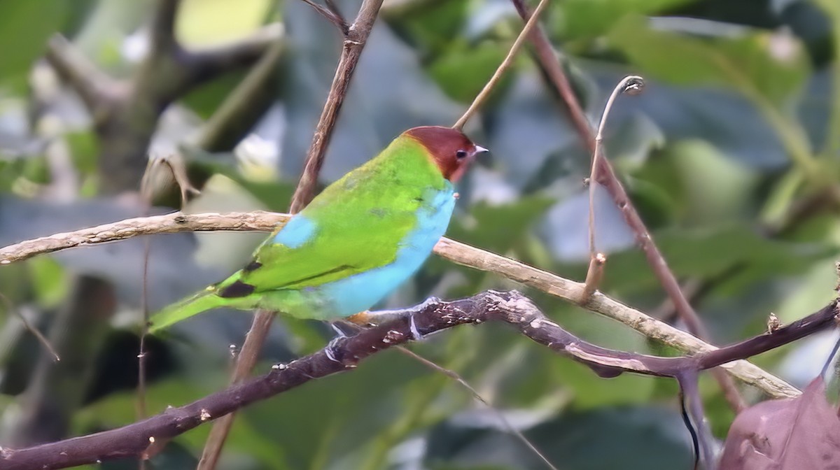 Bay-headed Tanager - ML617154684