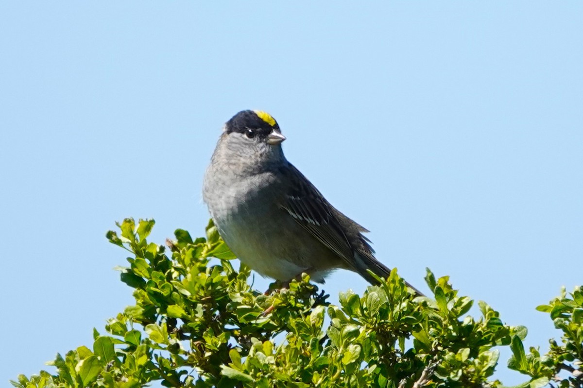Golden-crowned Sparrow - ML617154686