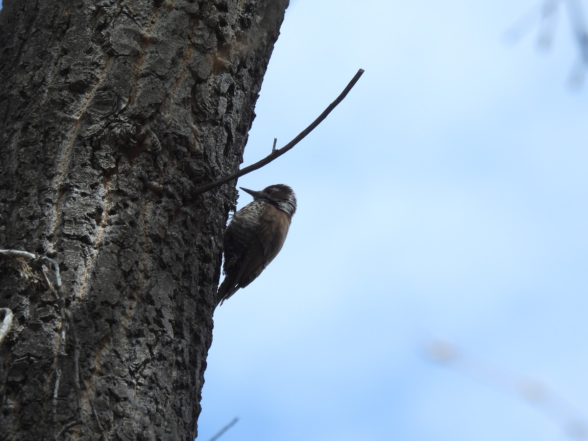 Arizona Woodpecker - ML617154698