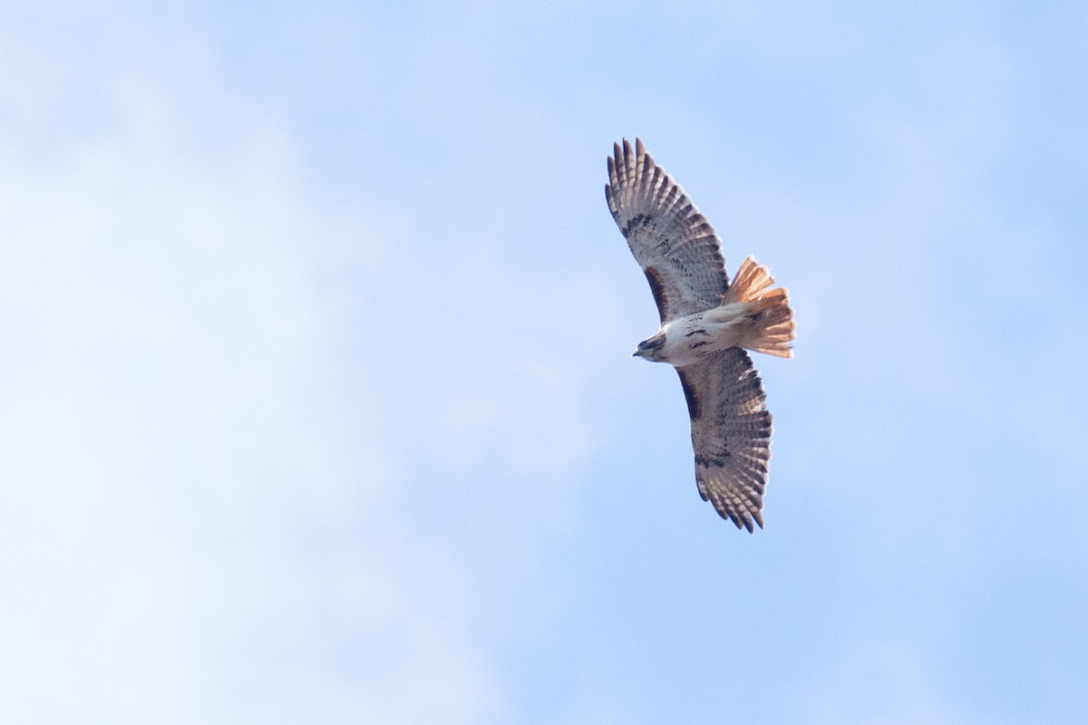 Red-tailed Hawk - ML617154711