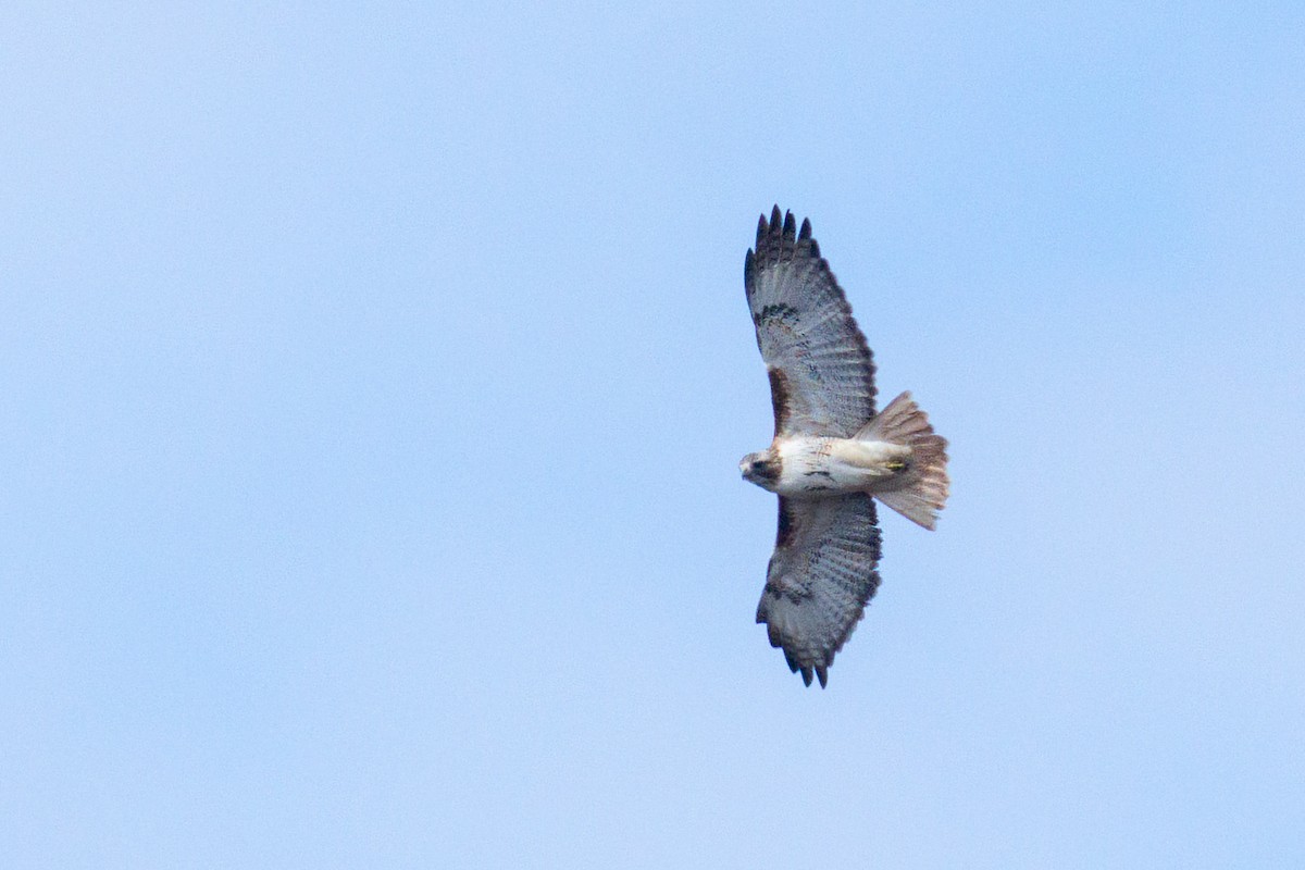 Red-tailed Hawk - ML617154712