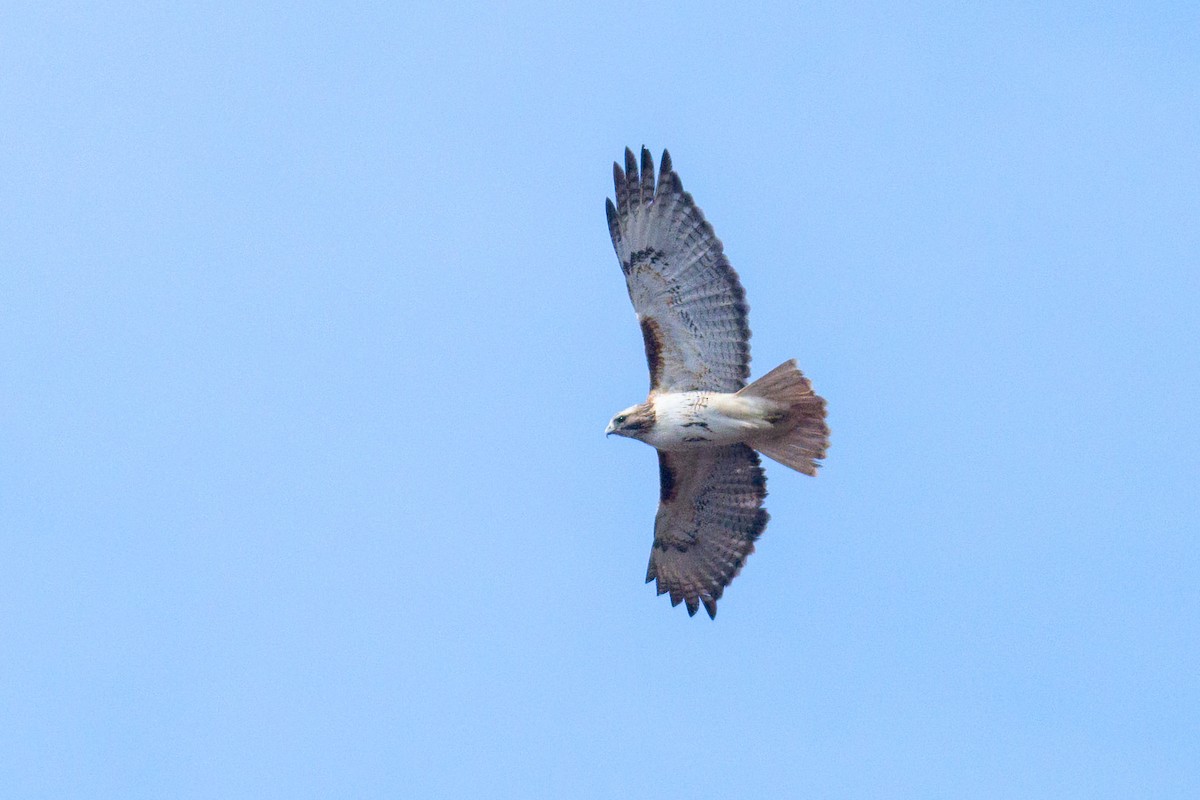 Red-tailed Hawk - ML617154713