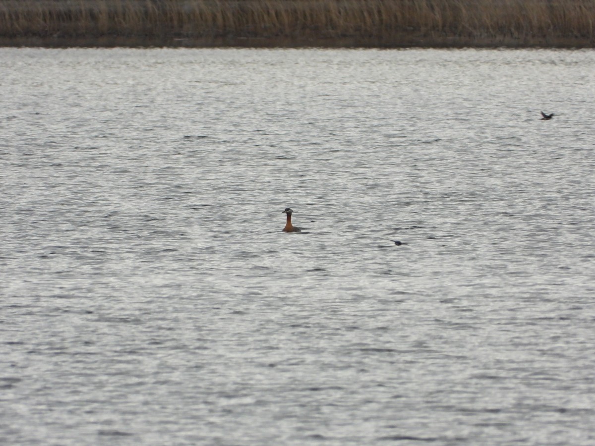 Red-necked Grebe - ML617154728