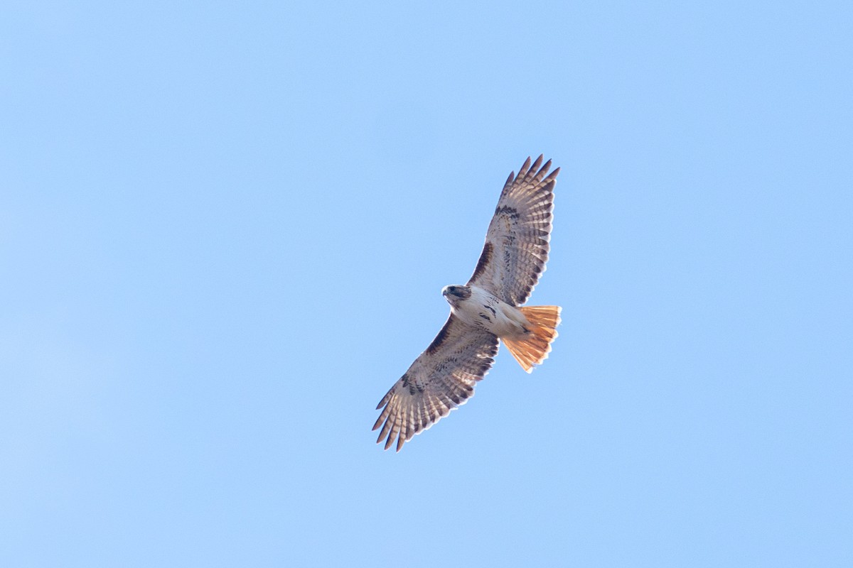 Red-tailed Hawk - ML617154781
