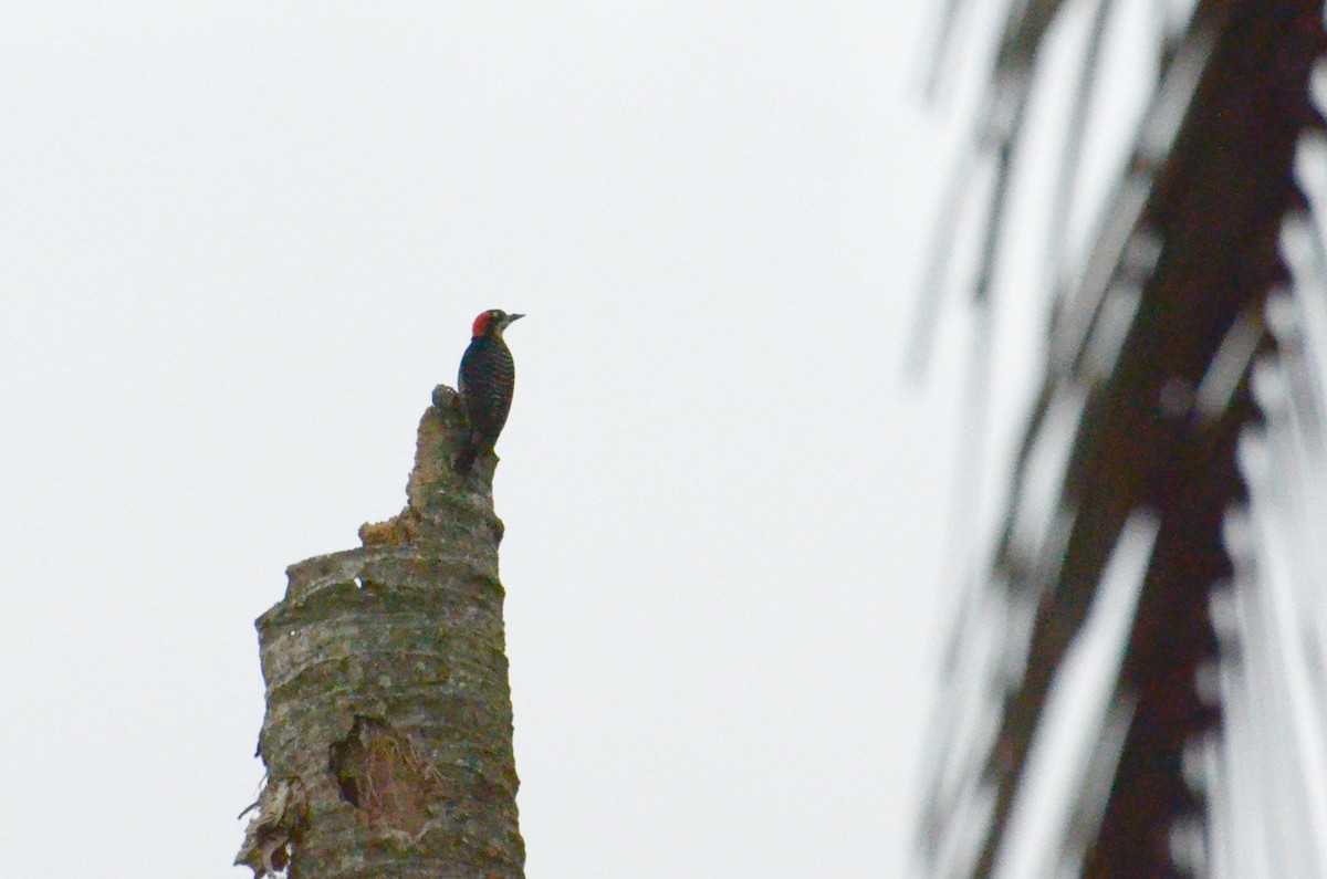 Black-cheeked Woodpecker - ML617154805