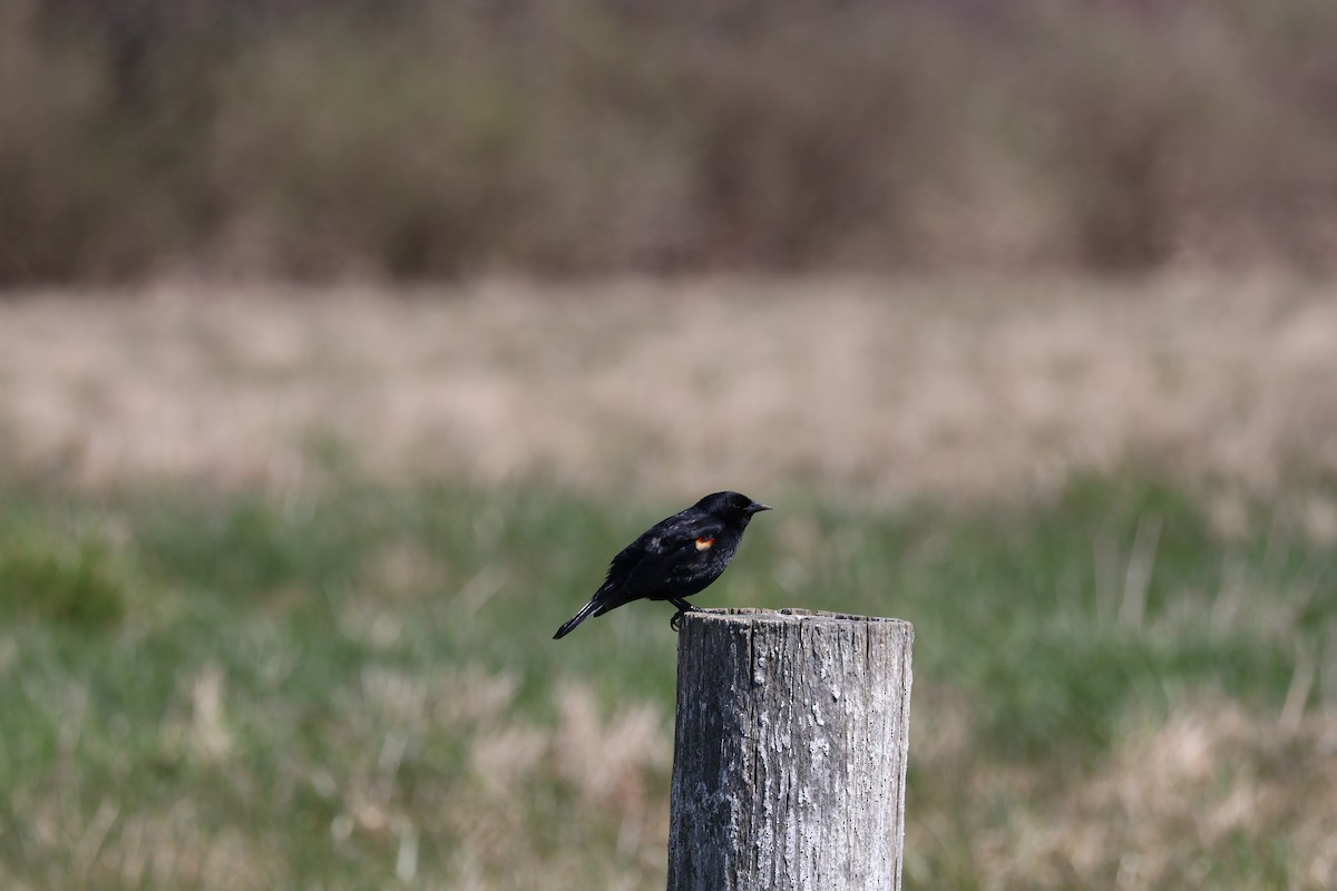 Red-winged Blackbird - ML617154813