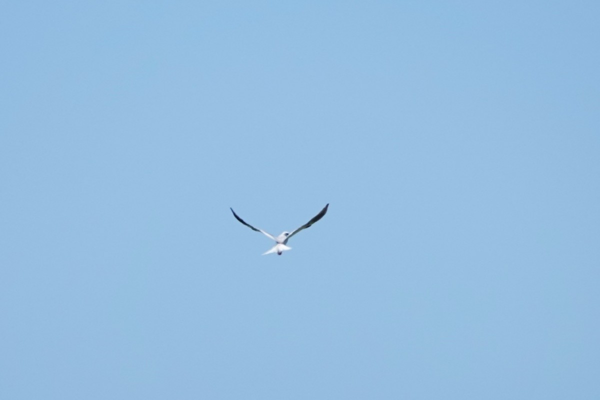 White-tailed Kite - ML617154816