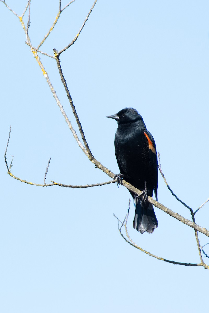 Red-winged Blackbird - Randy Walker