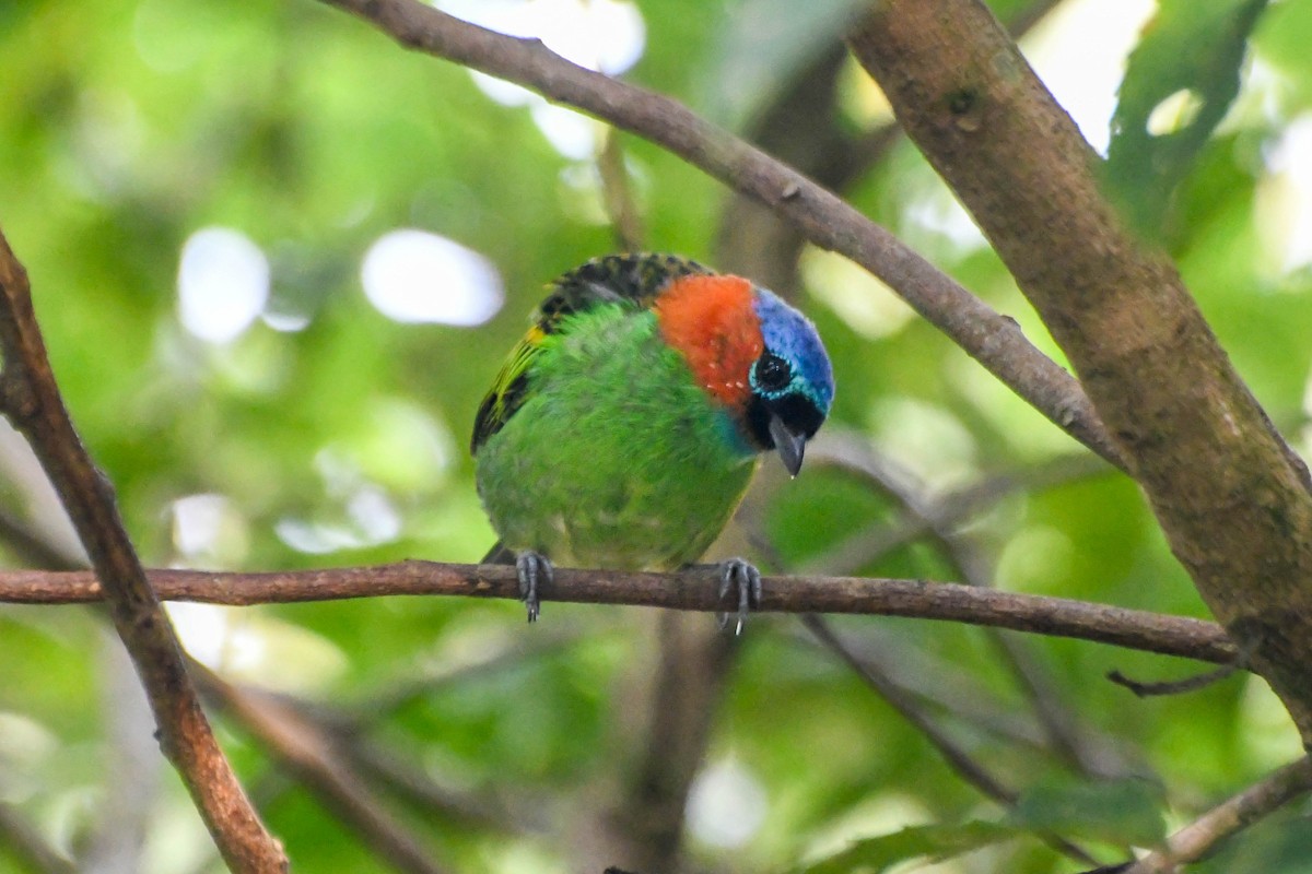 Red-necked Tanager - ML617155027