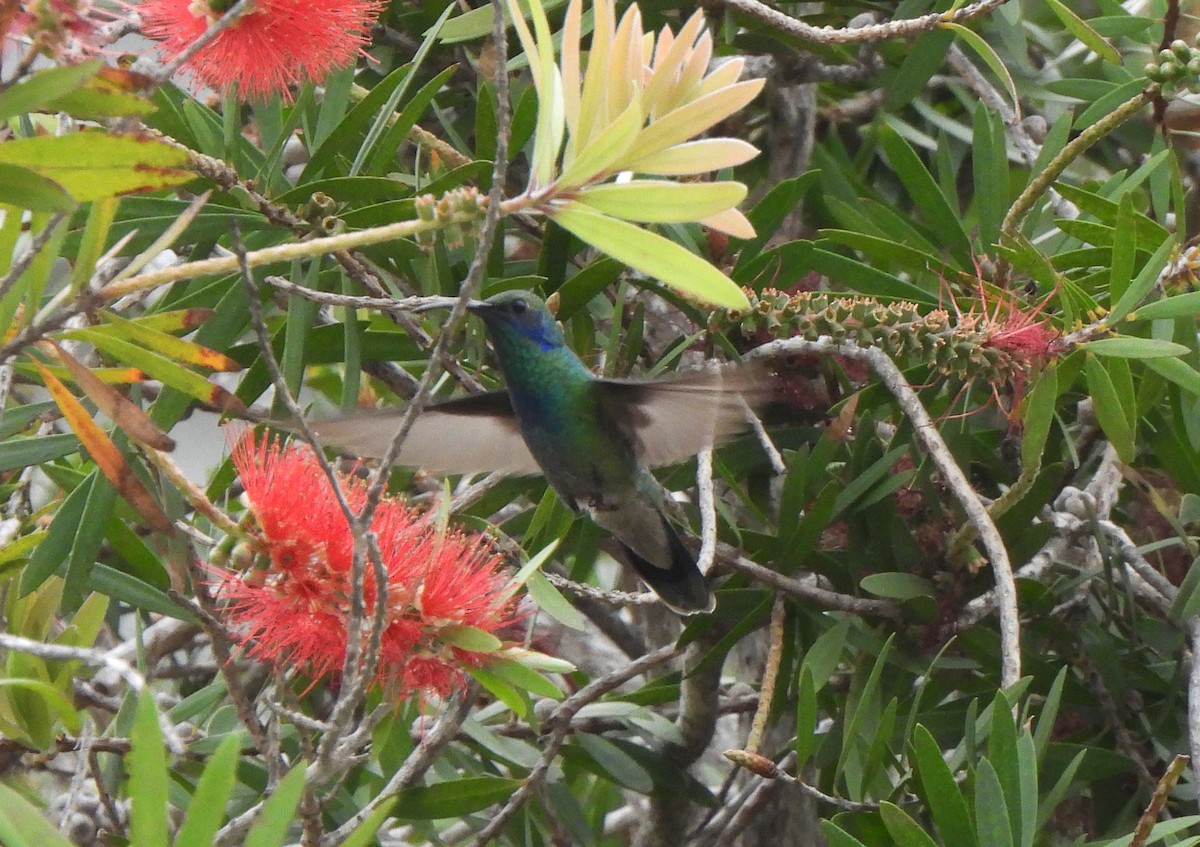 kolibřík zelený - ML617155043