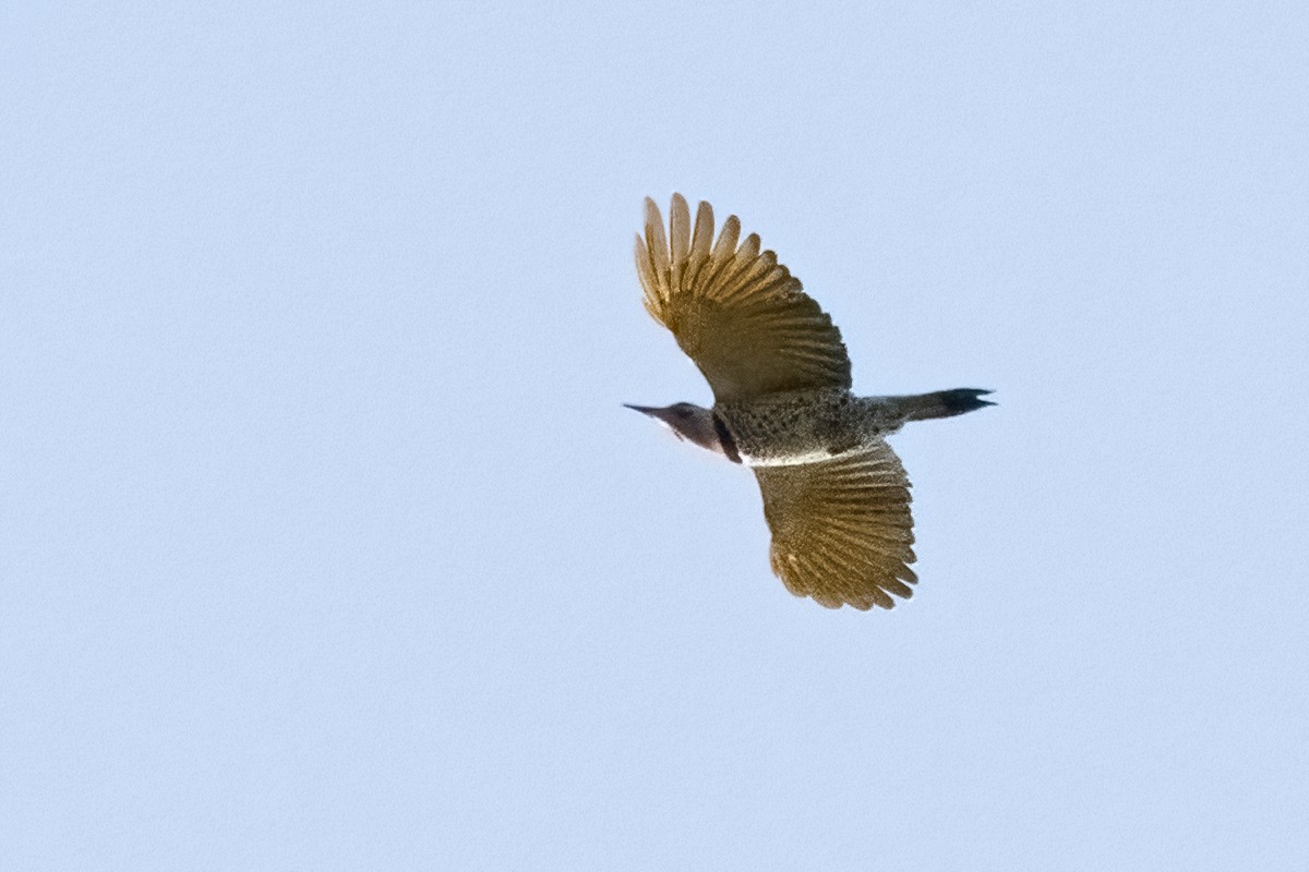 Northern Flicker (Yellow-shafted) - ML617155064