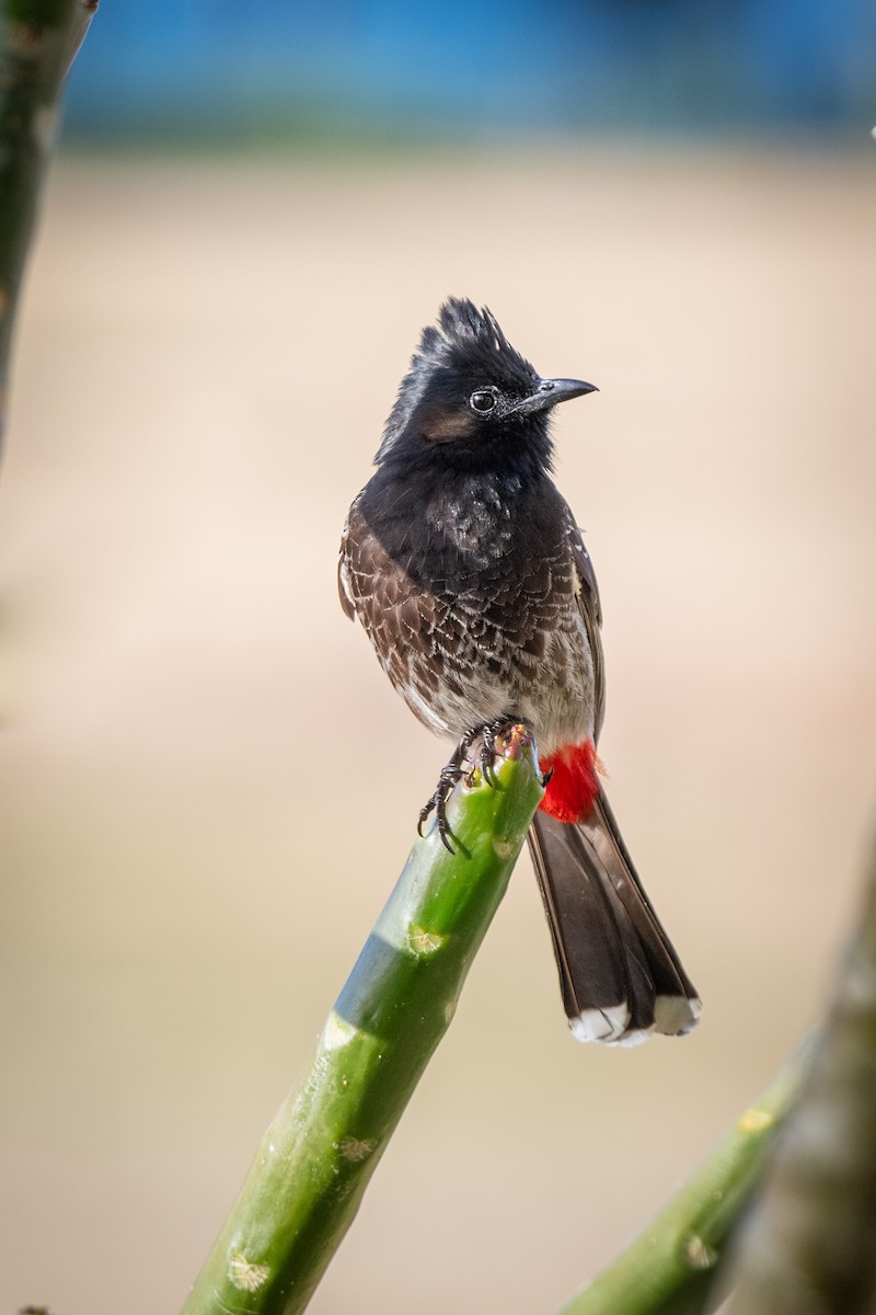 Red-vented Bulbul - ML617155077