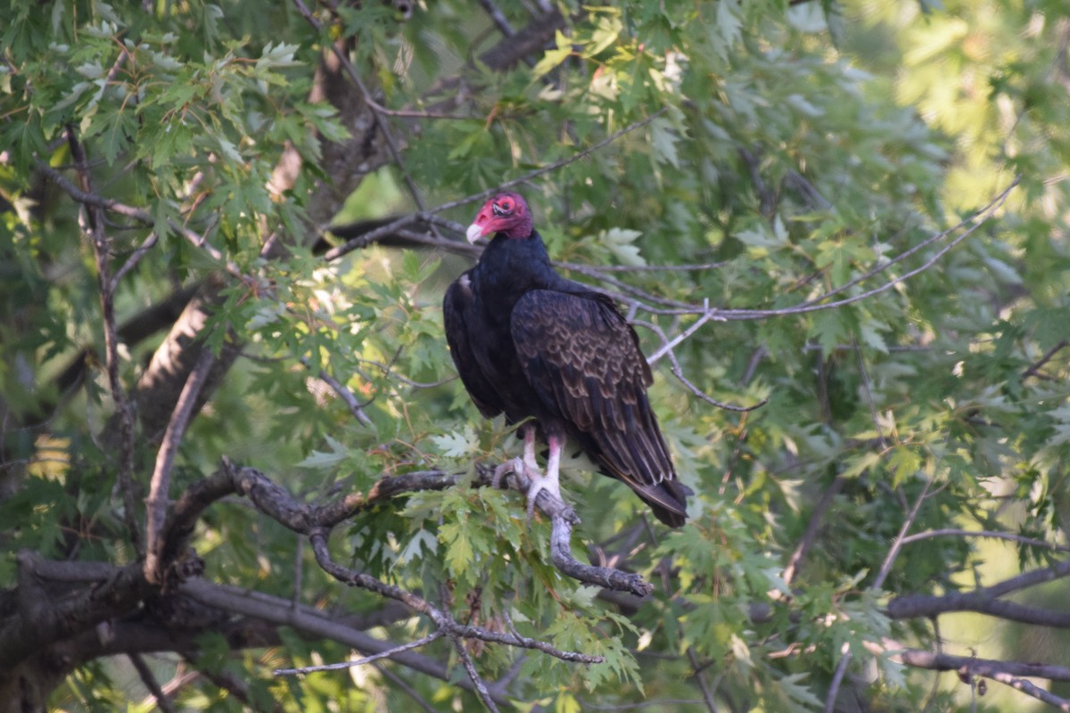 Turkey Vulture - ML617155112