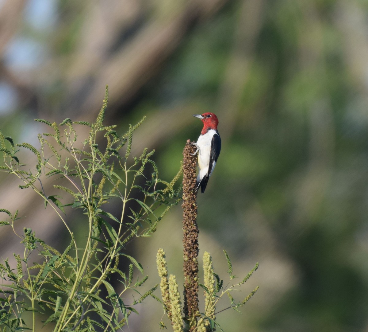Red-headed Woodpecker - Nick Kowalske