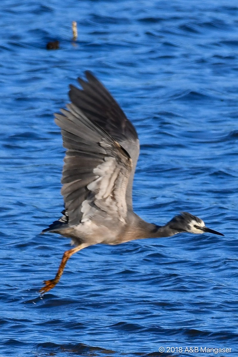 White-faced Heron - Bernadette and Amante Mangaser