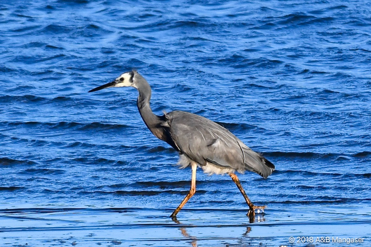 White-faced Heron - Bernadette and Amante Mangaser