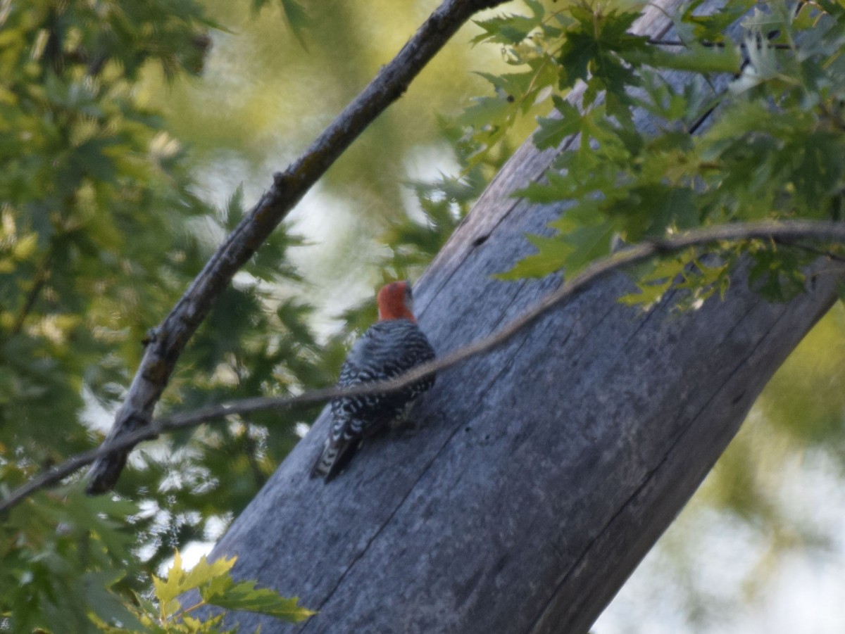 Red-bellied Woodpecker - Nick Kowalske