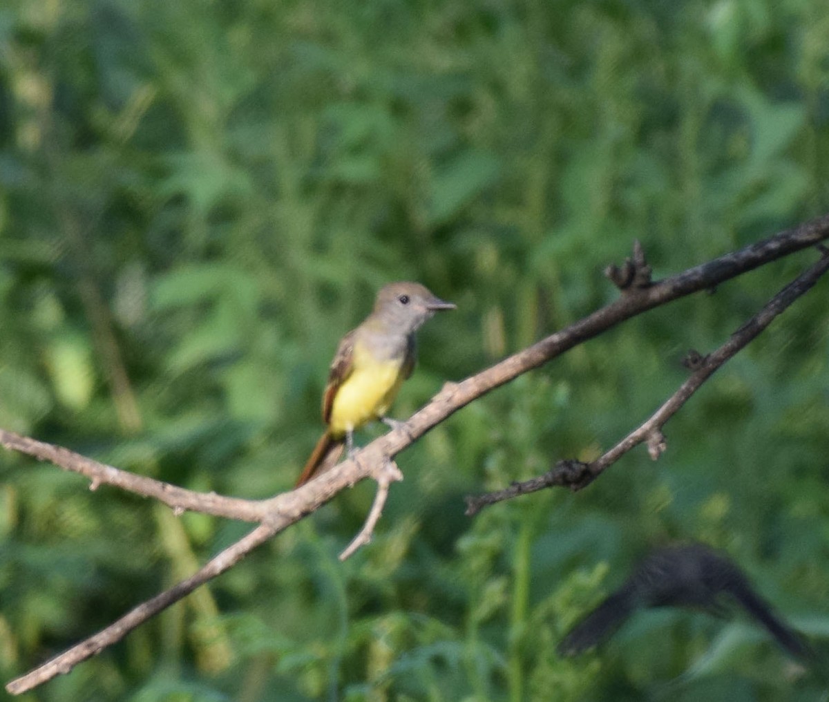 Great Crested Flycatcher - ML617155162