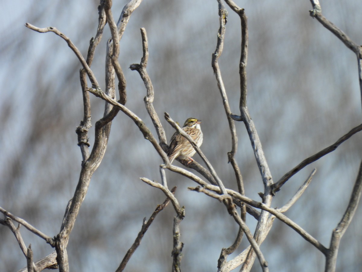 Savannah Sparrow - ML617155167