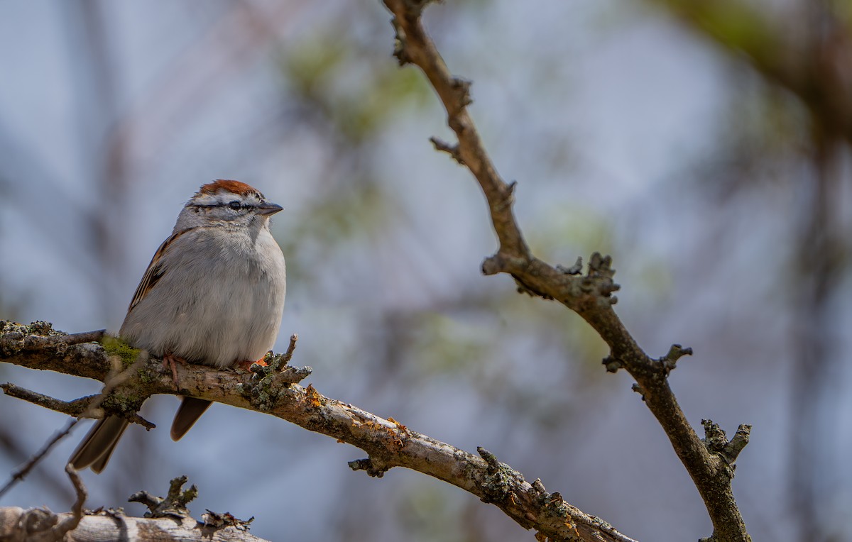 Chipping Sparrow - ML617155262