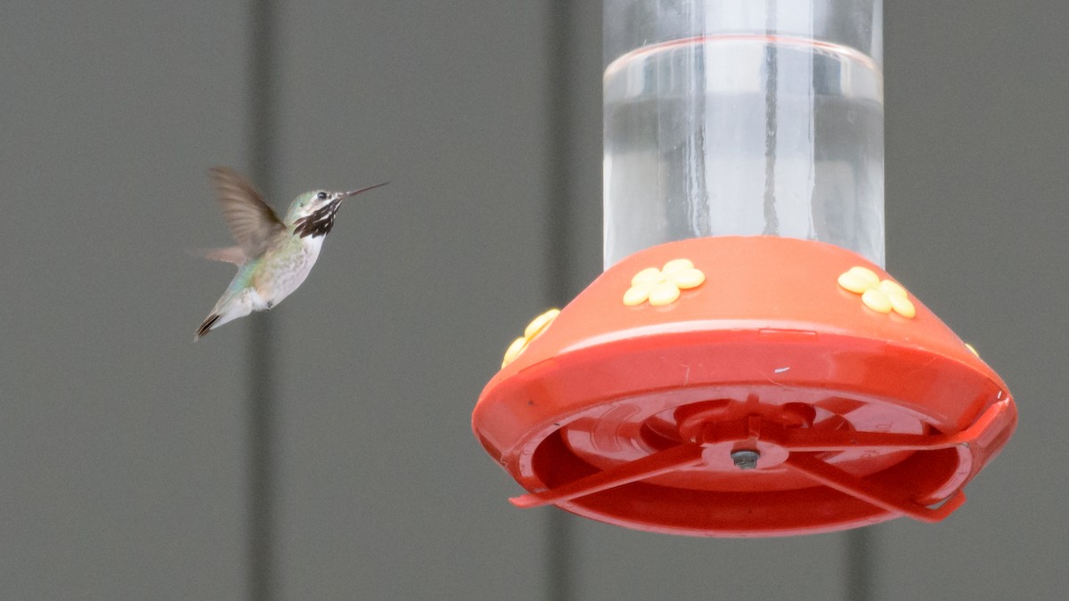 Calliope Hummingbird - ML61715541
