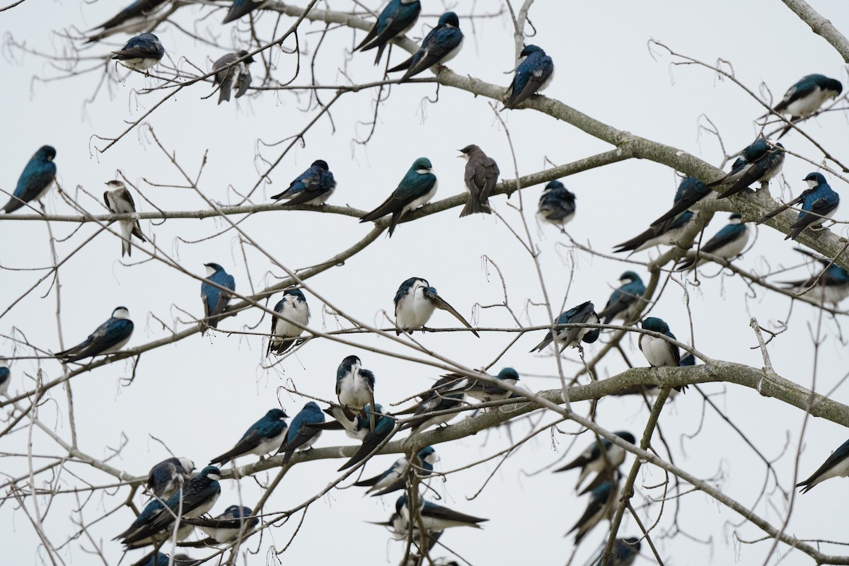 Tree Swallow - John Kuenzli