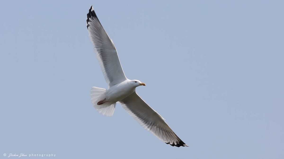 Herring Gull (Mongolian) - ML617155898