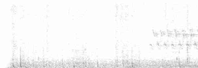 křivka bělokřídlá - ML617155963
