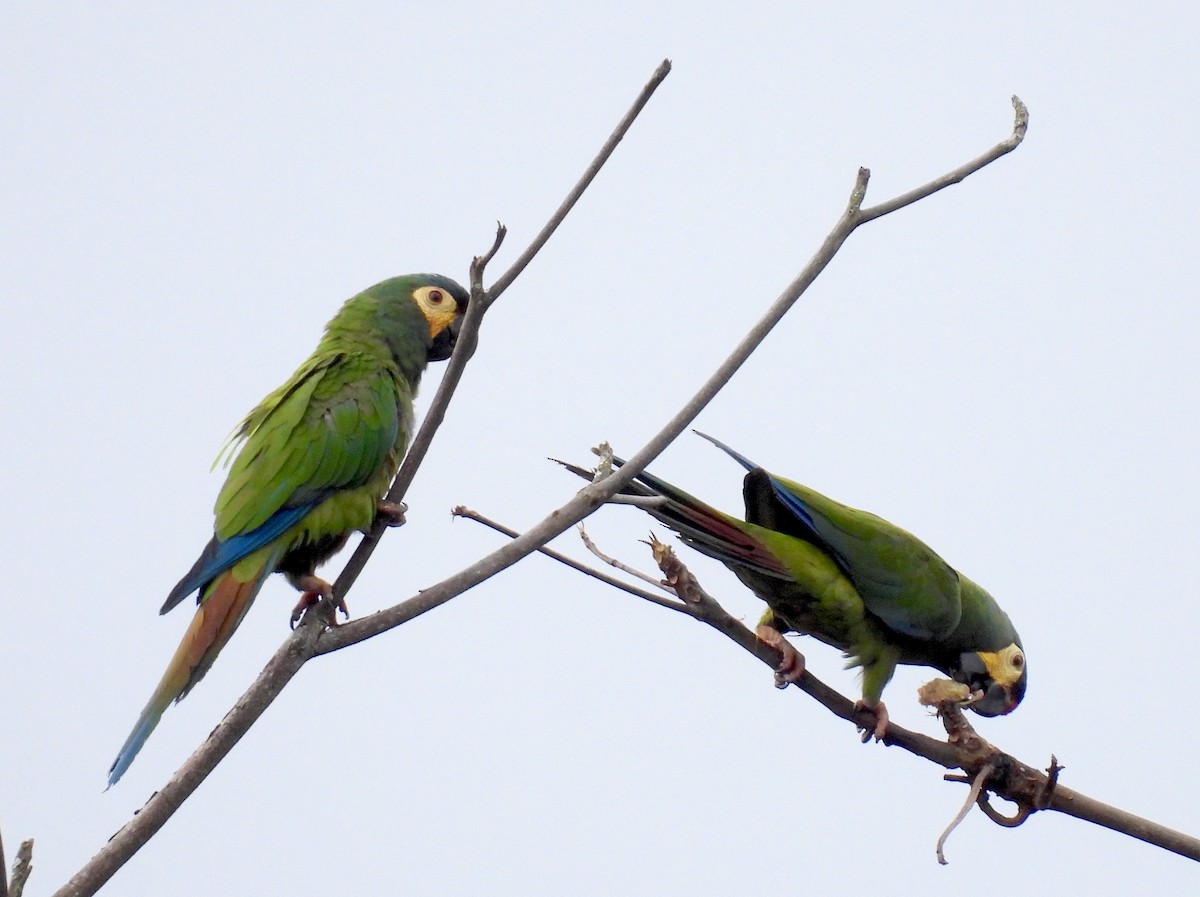 Blue-winged Macaw - ML617155964