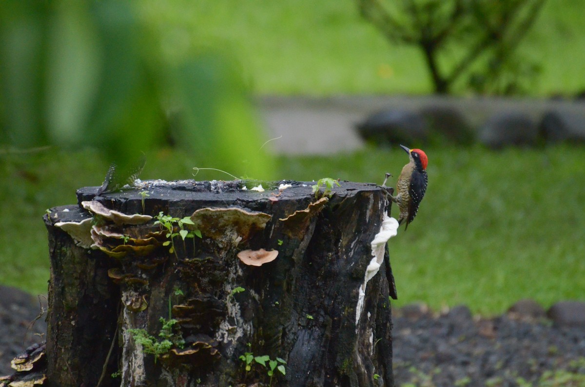 Black-cheeked Woodpecker - ML617155970