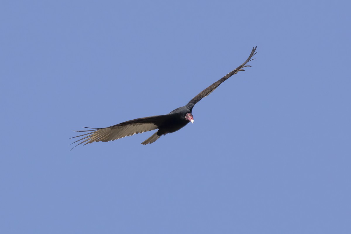 Turkey Vulture - ML617156019