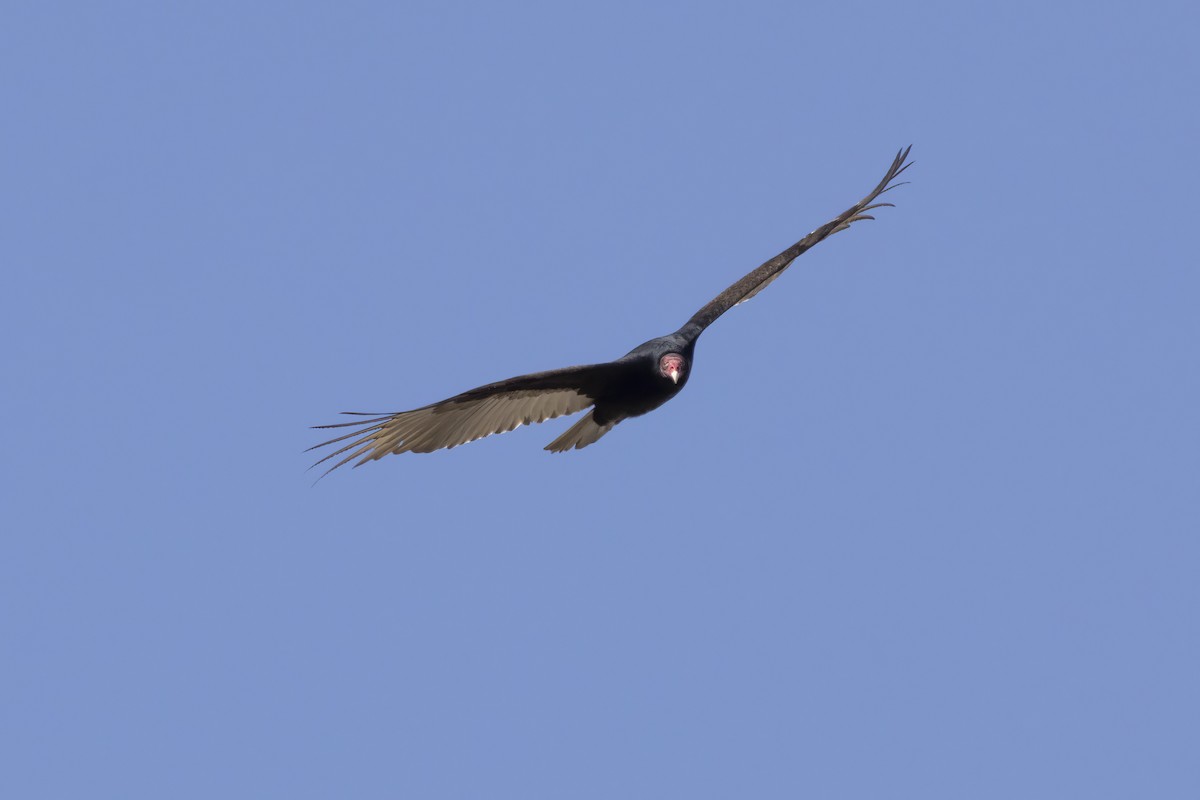 Turkey Vulture - ML617156020