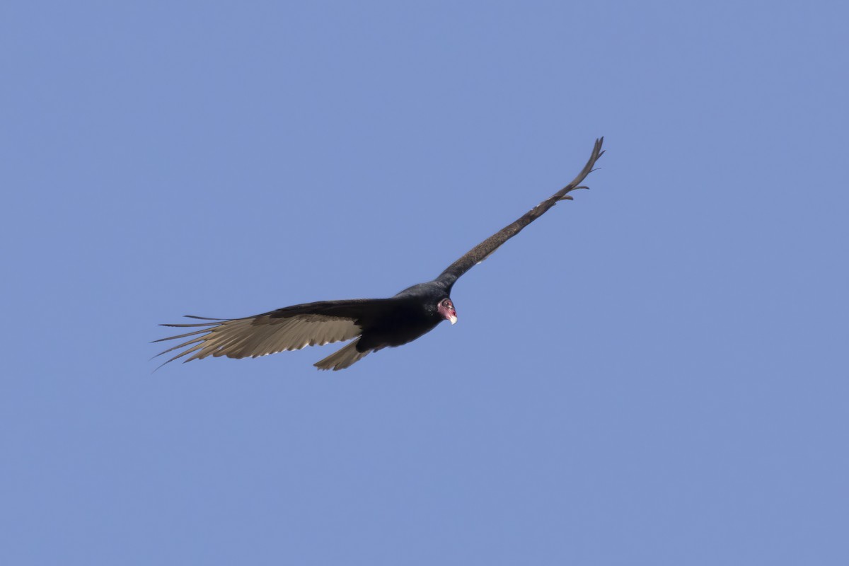 Turkey Vulture - ML617156021