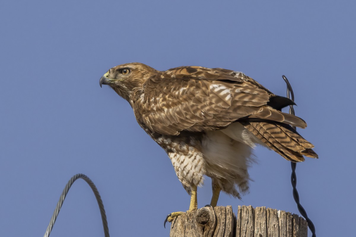 Red-tailed Hawk - ML617156032