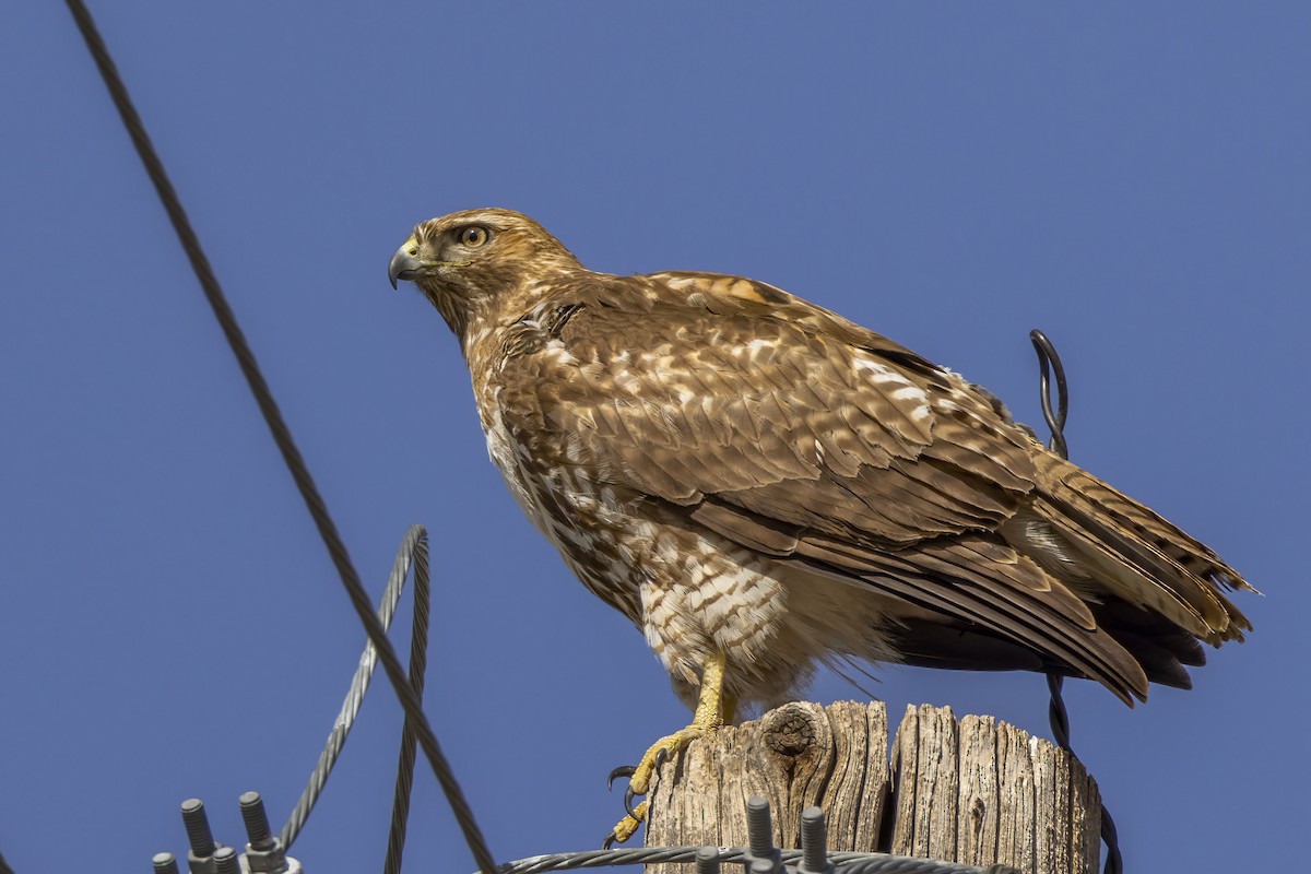 Red-tailed Hawk - Diane Hoy
