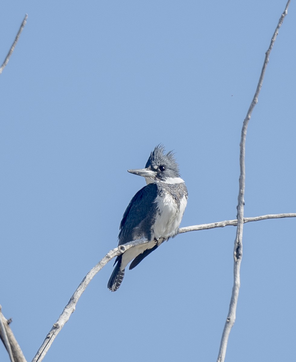 Belted Kingfisher - ML617156093