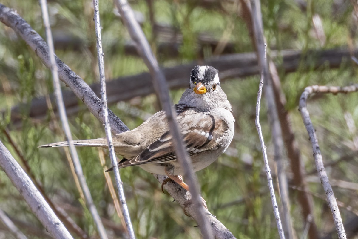 White-crowned Sparrow - ML617156139
