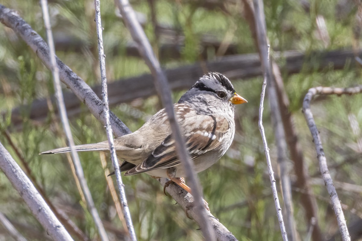 White-crowned Sparrow - ML617156140